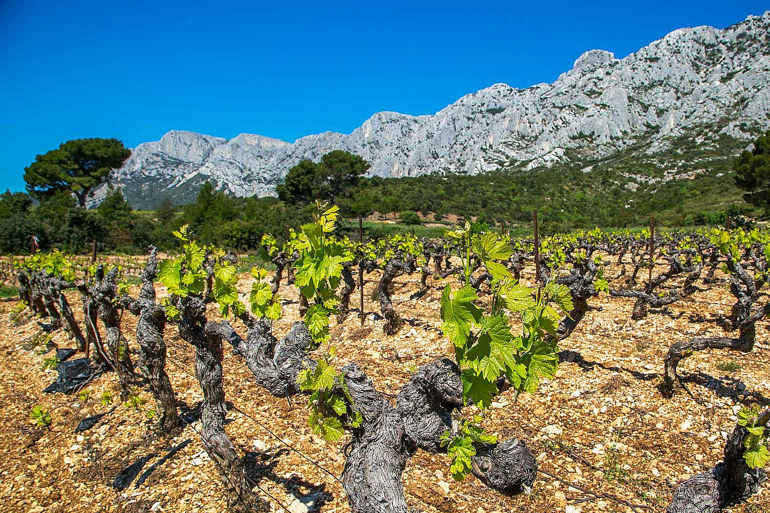 Vigne Provençale